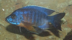 Aulonocara Fort Maguire photo 3