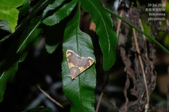 Rehimena phrynealis