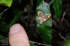 Rehimena phrynealis