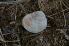 Helix pomatia