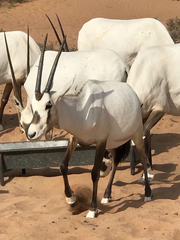 Oryx leucoryx