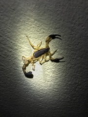 Centruroides bicolor