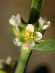 Polygonum argyrocoleon