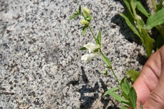 Scutellaria californica