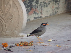 Acridotheres ginginianus