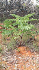 Stryphnodendron adstringens