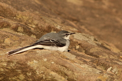 Motacilla clara