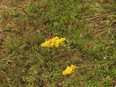 Solidago nemoralis decemflora