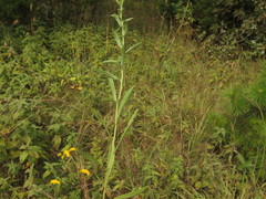 Solidago nemoralis decemflora