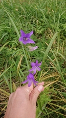 Campanula rapunculoides