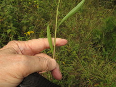 Solidago nemoralis decemflora