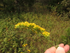 Solidago nemoralis decemflora