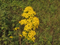 Solidago nemoralis decemflora