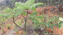 Stryphnodendron adstringens