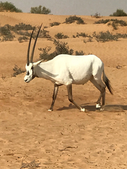 Oryx leucoryx