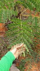 Stryphnodendron adstringens