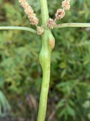 Neolasioptera boehmeriae