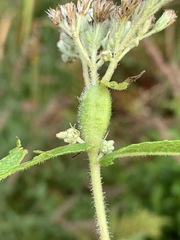 Neolasioptera perfoliata