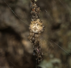 Cyclosa vallata