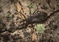 Piestolestes obscurus