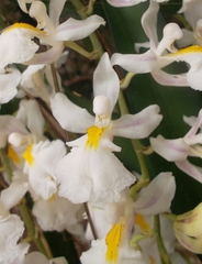 Rodriguezia bracteata