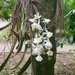 Rodriguezia bracteata - Photo (c) Giovanny Stiven Castro,  זכויות יוצרים חלקיות (CC BY-NC), הועלה על ידי Giovanny Stiven Castro
