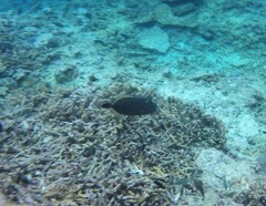 Cantherhines dumerilii