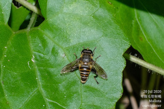 Mallota curvigaster