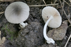 Volvariella nigrodisca