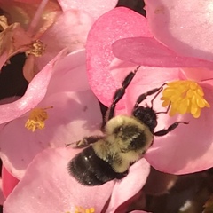 Bombus impatiens