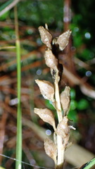 Aletris formosana
