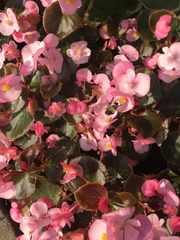 Bombus impatiens