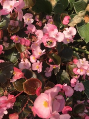 Bombus impatiens