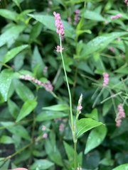 Persicaria