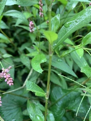 Persicaria