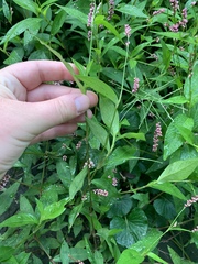 Persicaria