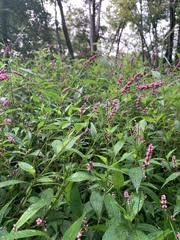 Persicaria