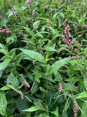 Persicaria