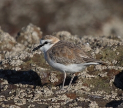Charadrius marginatus arenaceus