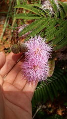 Mimosa albolanata