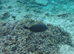 Cantherhines dumerilii