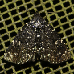 Metalectra tantillus