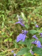 Lobelia siphilitica
