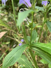 Lobelia siphilitica