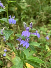 Lobelia siphilitica