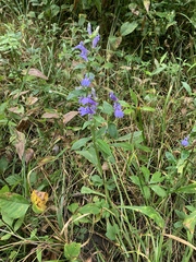 Lobelia siphilitica