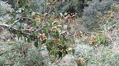 Viburnum betulifolium