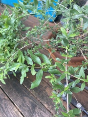 Aloysia gratissima