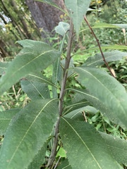 Vernonia gigantea