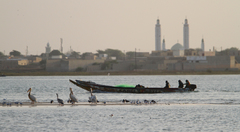 Pelecanus onocrotalus